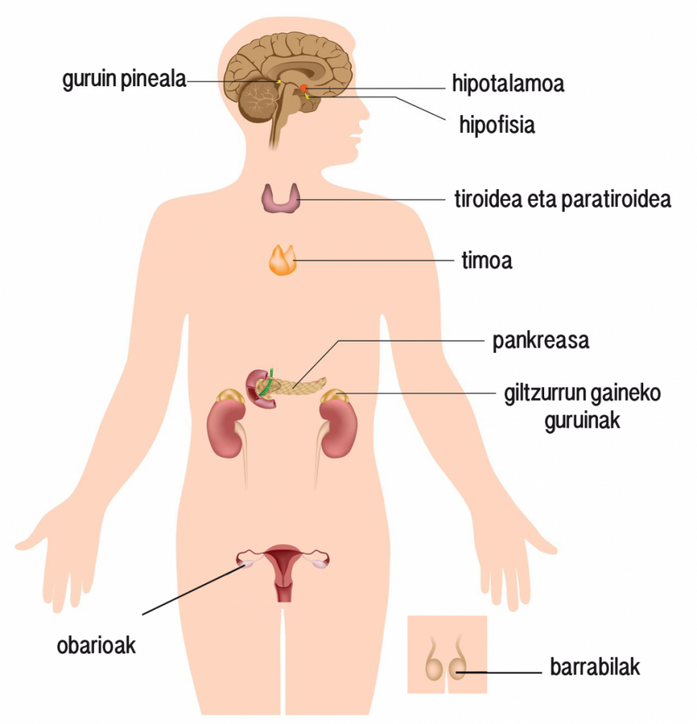 Sistema endokrinoa