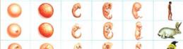 Froga enbriologikoak (enbriologia)